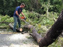 How Our Tree Care Process Works  in  La Grange, TX