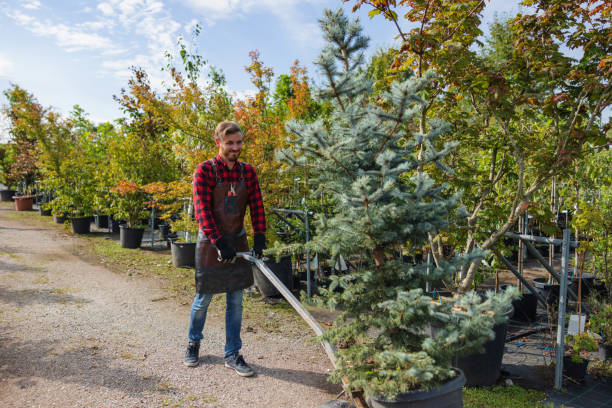 Reliable La Grange, TX Tree Removal Solutions